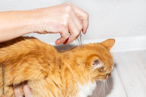 The owner of the pet applies antiparasitic drops on the cat's withers. Treatment and prevention of fleas and ticks in animals photo