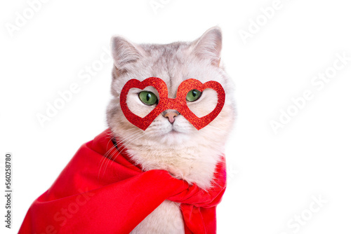Portrait of a cute white cat in a red mask in the form of hearts and a red cape.
