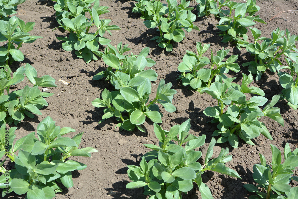Horse bean (Vicia faba) grows in the soil Horse bean (Vicia faba) grows in the soil