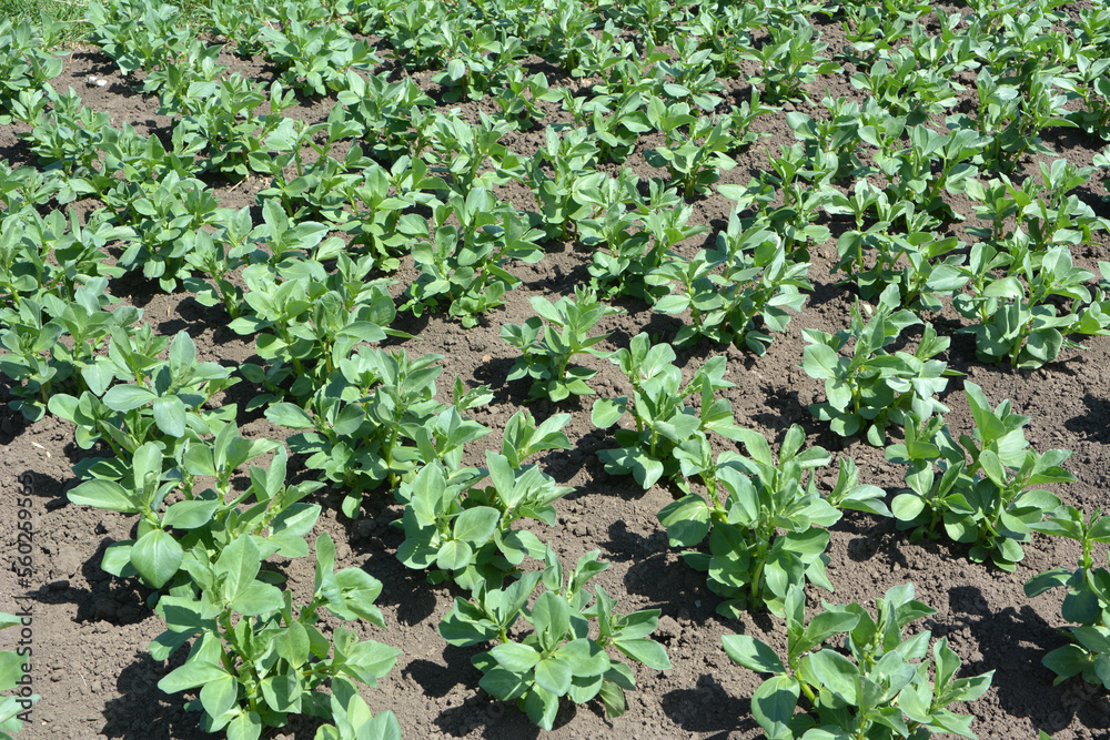 Horse bean (Vicia faba) grows in the soil Horse bean (Vicia faba) grows in the soil