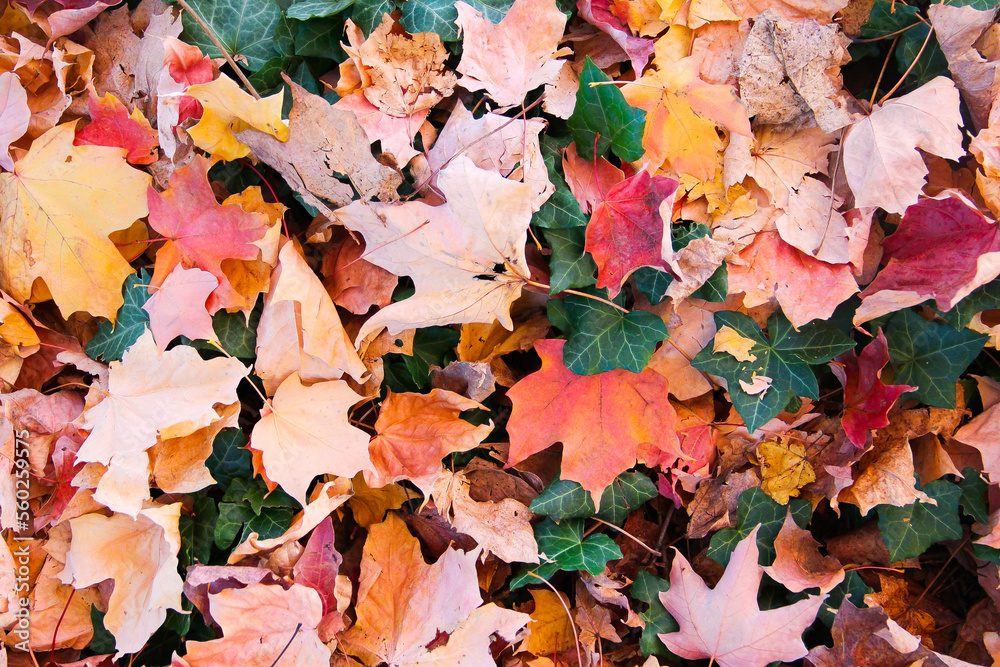 Obraz premium Fall Forest