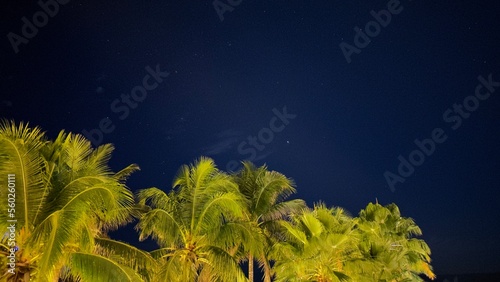 Palmeras bajo las estrellas