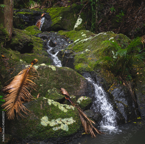 Nice rainforest in waiheke ...