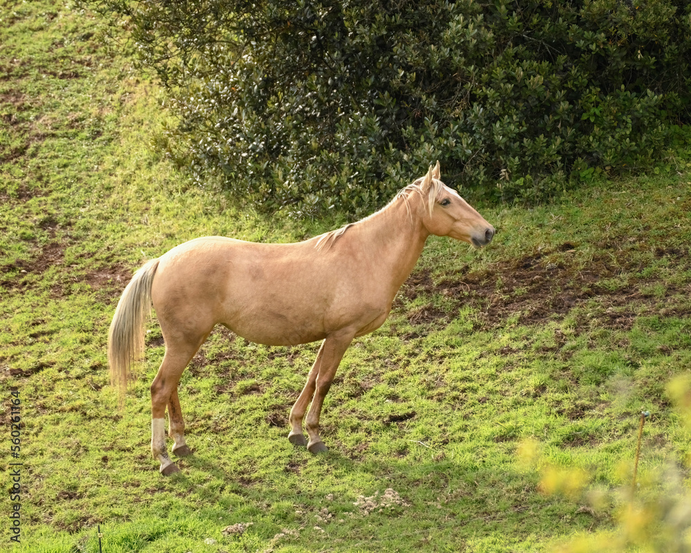 Obraz premium Yellow Horse Mare