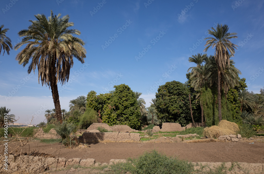 palm trees in the countryside of Egypt palm trees in the countryside of Egypt