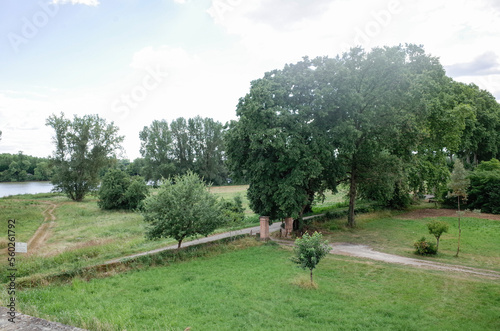 tree in the field