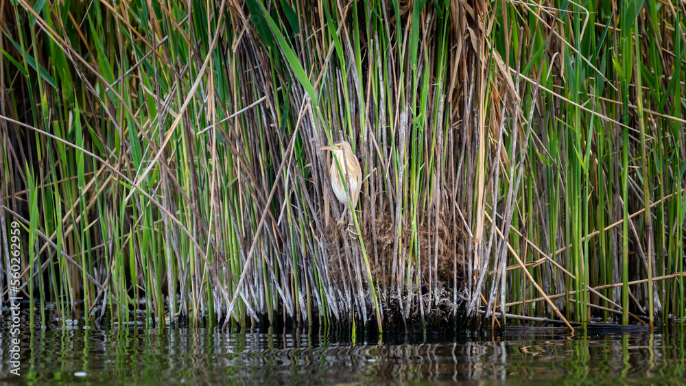 Female Little Bittern hunting sitting in the reeds above the water. Female Little Bittern hunting sitting in the reeds above the water.