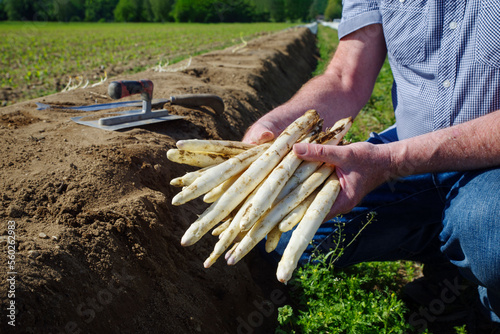 Fotografía Frisch gestochener weißer Spargel als Nahaufnahme in den Händen eines Erntehelfe