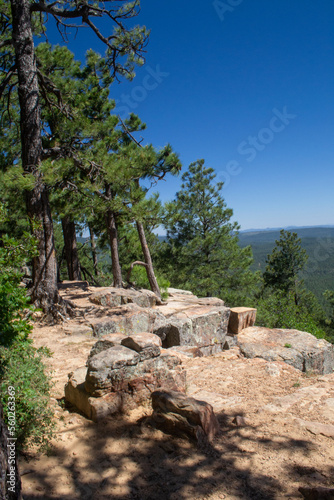 pine tree on the rock