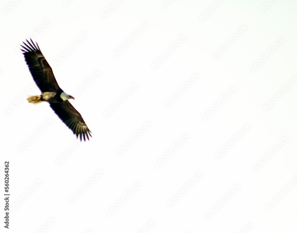 Fototapeta premium Freedom Flying Bald Eagle - National Bird of the United States of America, One Nation Under God, Patriotic - Background, Backdrop, Wallpaper