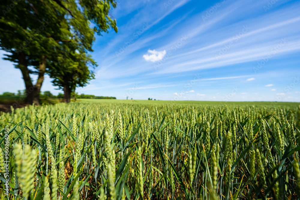 agriculture - ecological farmland - wheat grain according to nature
