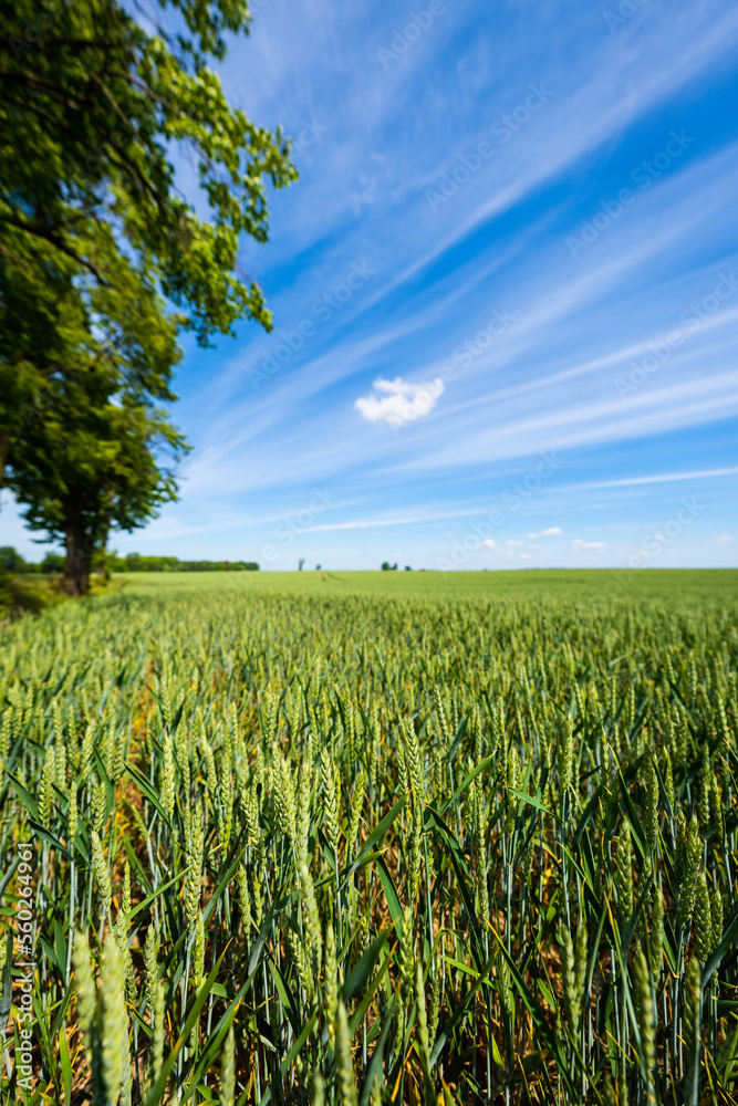 schönes Getreidefeld - Landwirtschaft