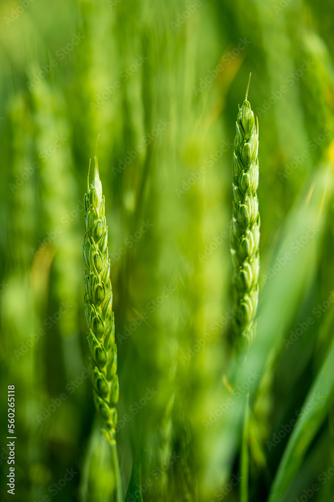 agriculture - ecological farmland - wheat grain according to nature