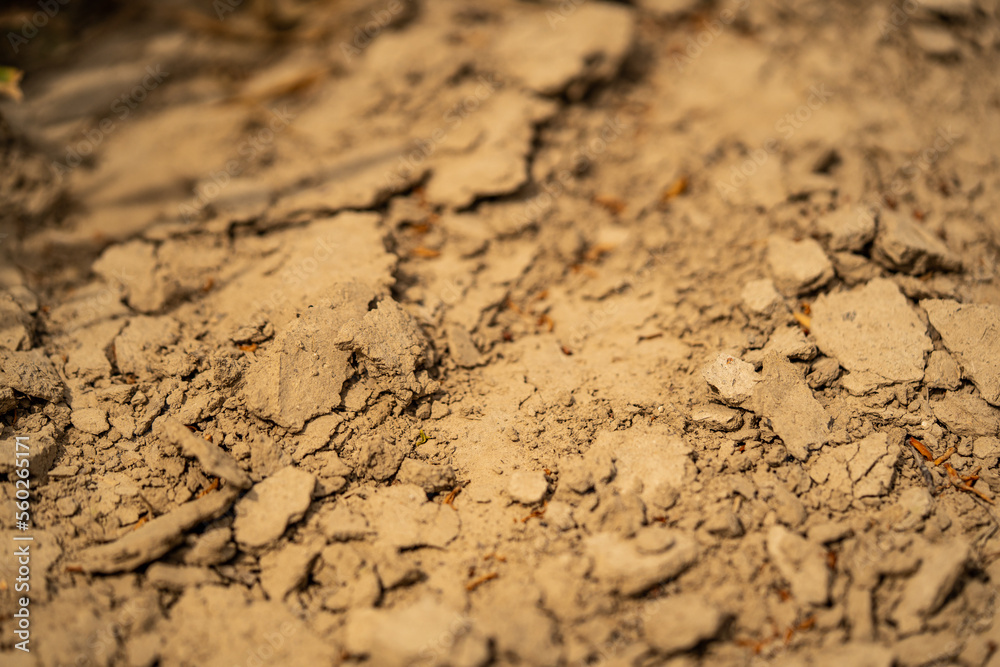 sugar beet cultivation - agriculture and the problem of lack of rainfall