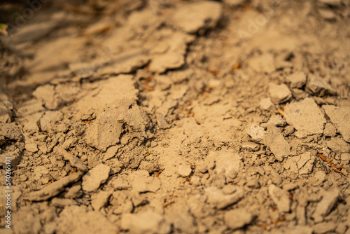 Obraz na płótnie sugar beet cultivation - agriculture and the problem of lack of rainfall w salonie