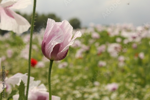 a white papaver poppy flower in a field in the dutch countryside © Angelique