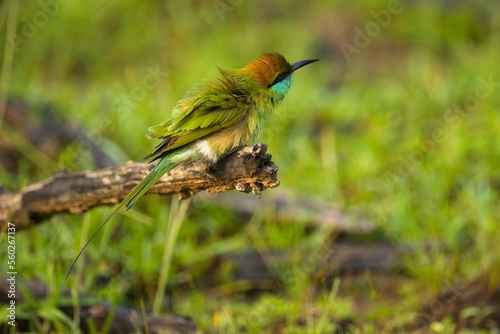 Vlha proměnlivá (Merops orientalis) Green bee-eater, sitting on the branch at Wilpattu park Sri Lanka photo