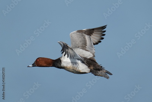 common pochard in a pond