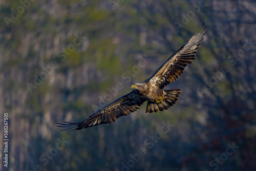 Juvenile bald eagle in flight