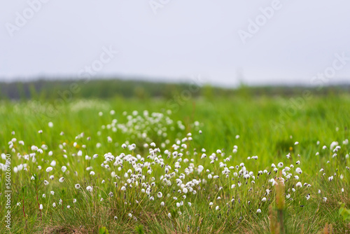 Fototapeta Naklejka Na Ścianę i Meble -  Cottongrass, Eriophorum. Österbotten/Pohjanmaa, Finland