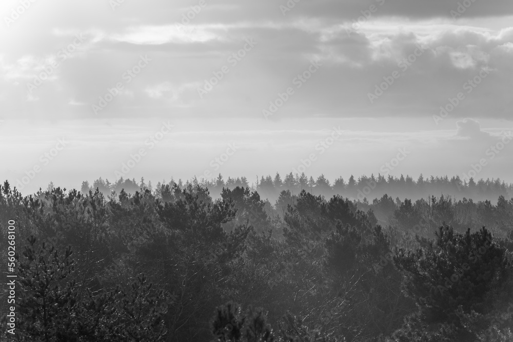 Forest from above with a lot of pine trees look at the canopy with beautiful light in autumn and cold mornings Forest from above with a lot of pine trees look at the canopy with beautiful light in autumn and cold mornings