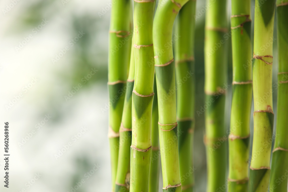 Bamboo stems on blurred background, closeup Bamboo stems on blurred background, closeup