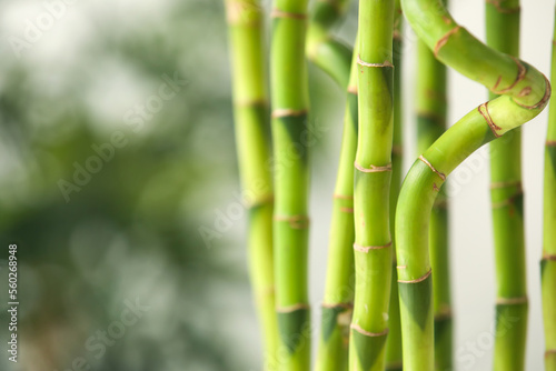 Bamboo stems on blurred background  closeup