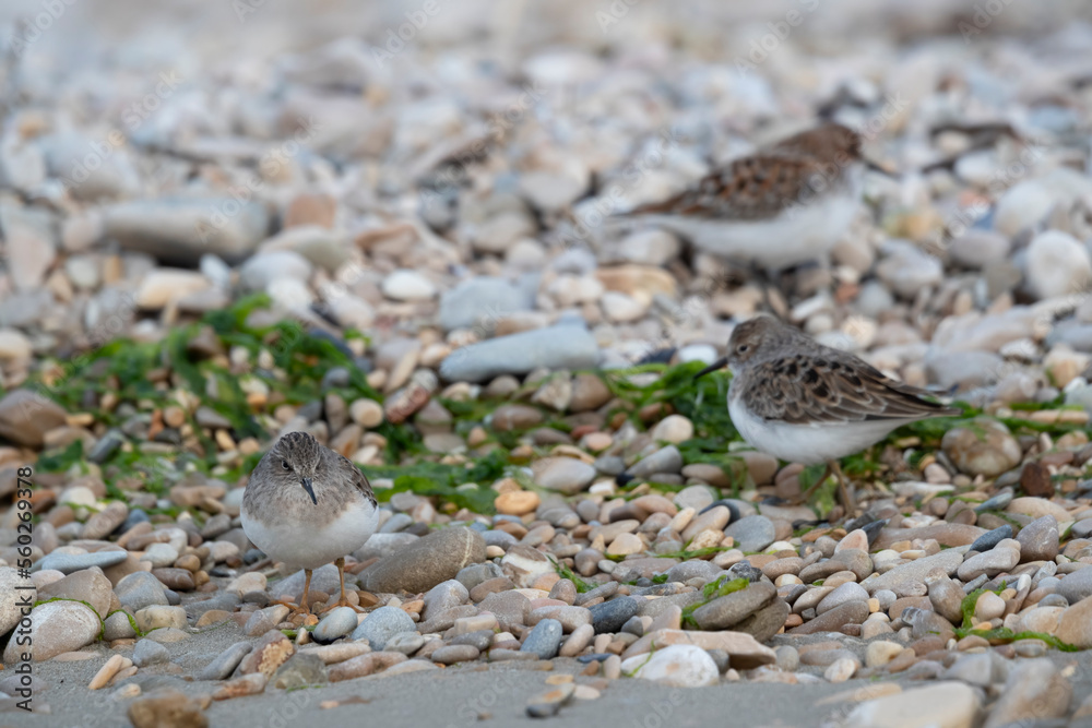 Temminck's stint (Calidris temminckii) the smallest waders in Europe. Temminck's stint (Calidris temminckii) the smallest waders in Europe.