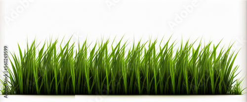 Isolated green grass on a white background. Fresh grass texture.