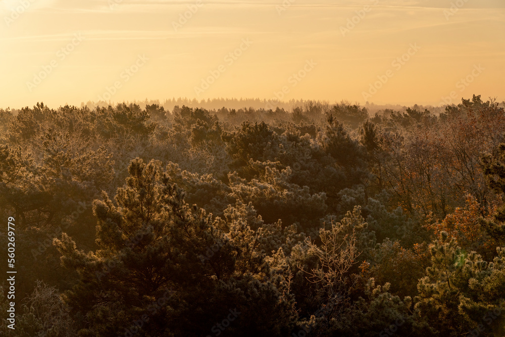 Tree top canopy beautiful view shots in winter time during sunrise sunset