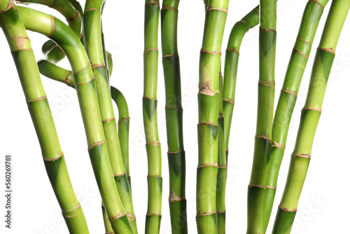 Bamboo branches isolated on white background