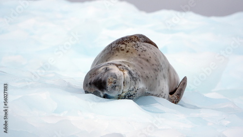 Leopard seal (Hydrurga leptonyx) on a floating iceberb at Kinnes Cove, Joinville Island, Antarctica