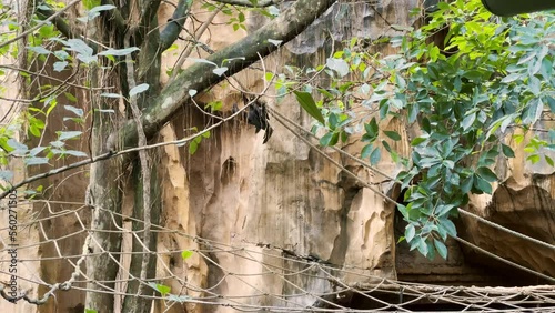 Flying foxes during day time climbing on rope in the forest trees. These fruit bats are hanging upside down in the jungle. Nipah virus NiV is also transmitted by flying foxes.