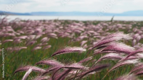 field of lavender Patagonia