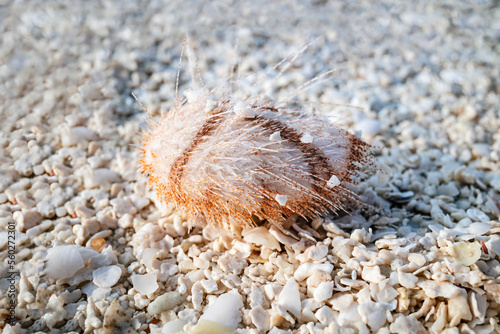 Young heart sea urchin stranded at high tide on a sandbank littered with small shell fragments