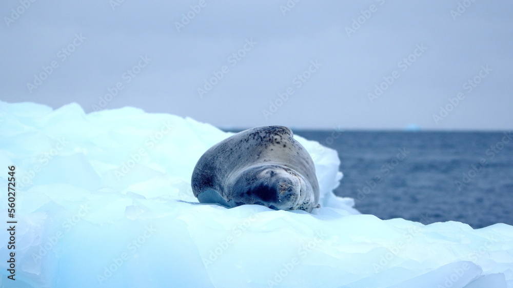 Fototapeta premium Leopard seal (Hydrurga leptonyx) on a floating iceberb at Kinnes Cove, Joinville Island, Antarctica