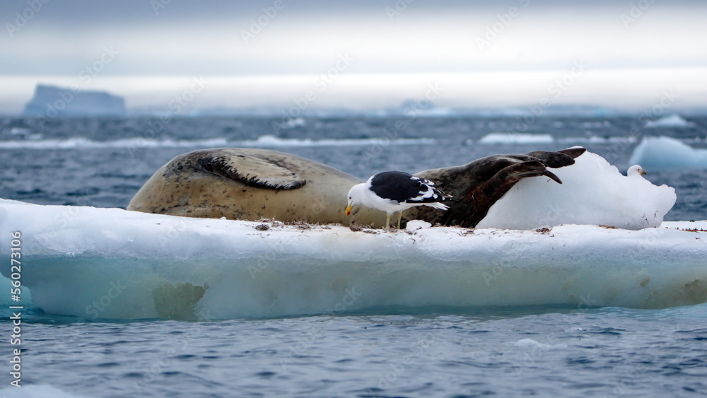 Obraz premium Leopard seal (Hydrurga leptonyx) on a floating iceberb at Kinnes Cove, Joinville Island, Antarctica
