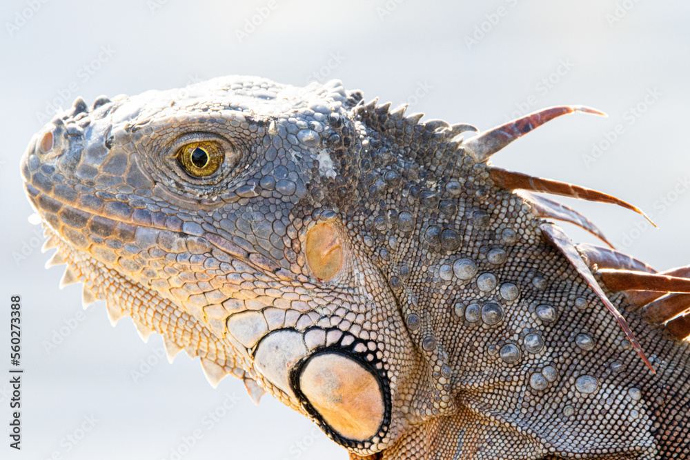 Obraz premium iguana on the rock