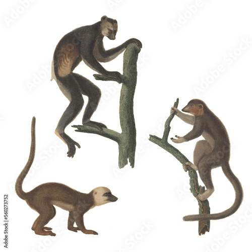 Realistic botanical illustration of different types of primates, monkeys and lemur, isolated on a white background