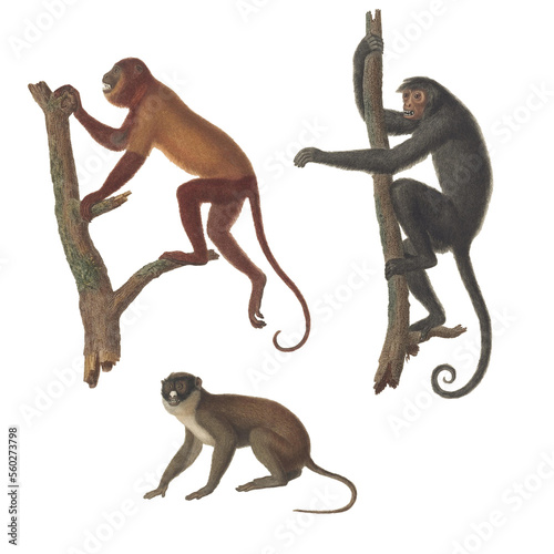 Realistic botanical illustration of different types of primates, monkeys and lemur, isolated on a white background