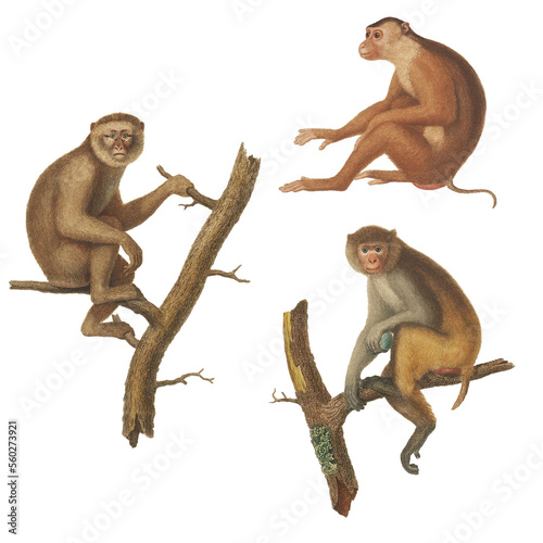 Realistic botanical illustration of different types of primates, monkeys and lemur, isolated on a white background