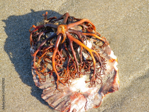 Foot of holdfast of giant kelp fixed to scallop shell photo