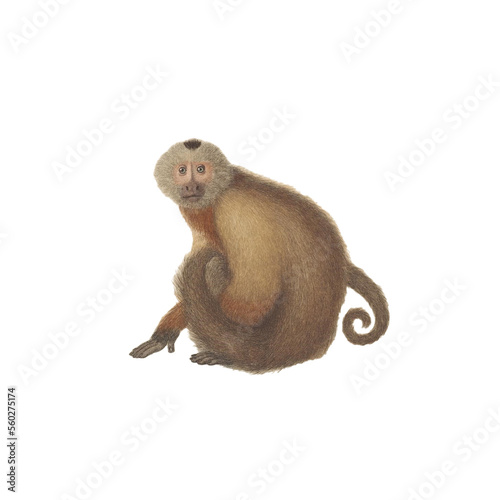 Realistic botanical illustration of different types of primates, monkeys and lemur, isolated on a white background