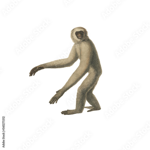 Realistic botanical illustration of different types of primates, monkeys and lemur, isolated on a white background