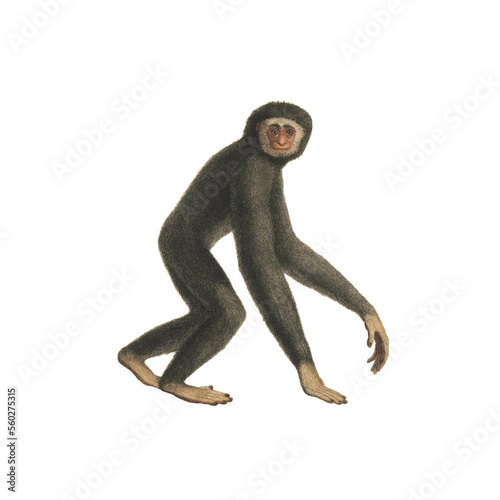 Realistic botanical illustration of different types of primates, monkeys and lemur, isolated on a white background