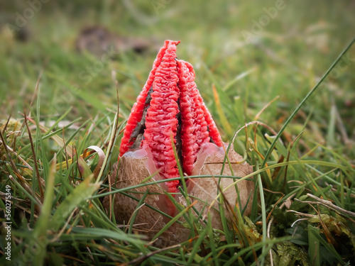 Devil's Fingers fungus emerging from its egg