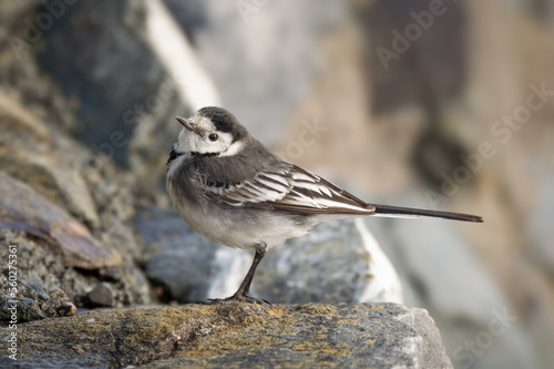 Pied Wagtail on rocks