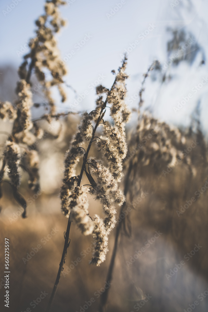 Fototapeta premium Native Georgia grass blowing in the wind.