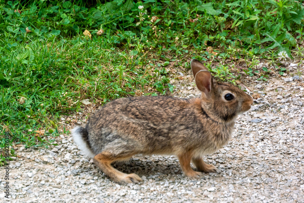 A Cottontail Rabbit On The Fox River Trail In Wisconsin In Summer A Cottontail Rabbit On The Fox River Trail In Wisconsin In Summer
