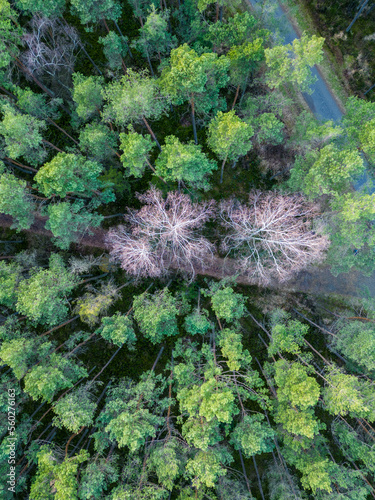 View of the forest from the drone - Hermanow village near Pabianice City © sanzios